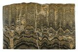 Polished Stromatolite (Greysonia) Slab - Bolivia #241746-1